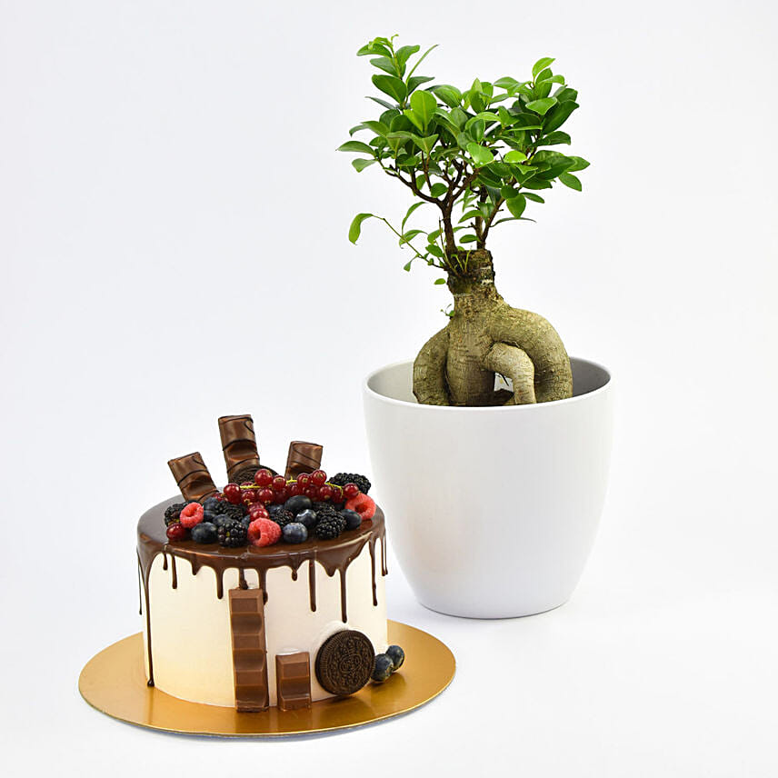 Candy Topped Choco With Plant