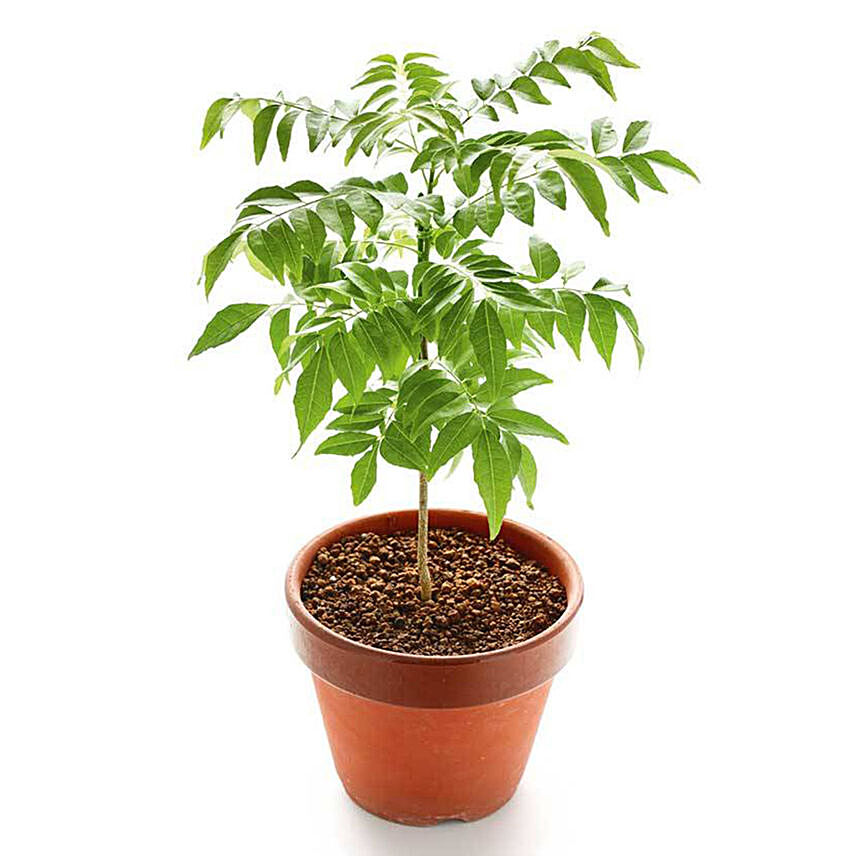 نبتة شجرة الكاري في أصيص يصل ارتفاع النبتة حتى 40 سم