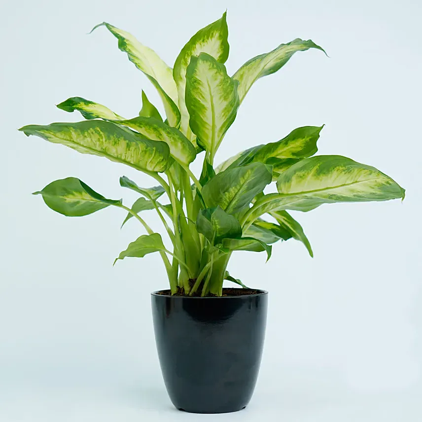 Dieffenbachia Plant For Your Indoors