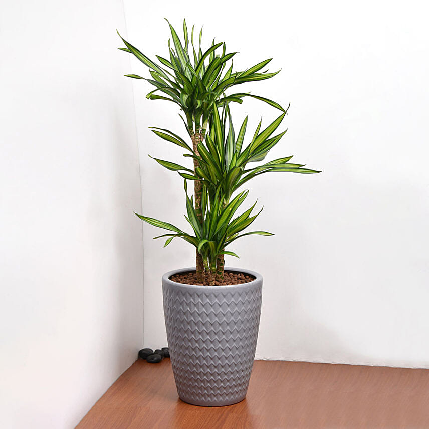 Dracaena White Stripe Plant in Premium Pot