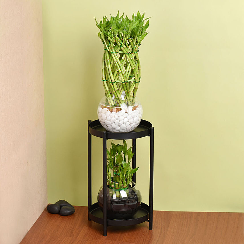 Duo of Lucky Bamboo Stand