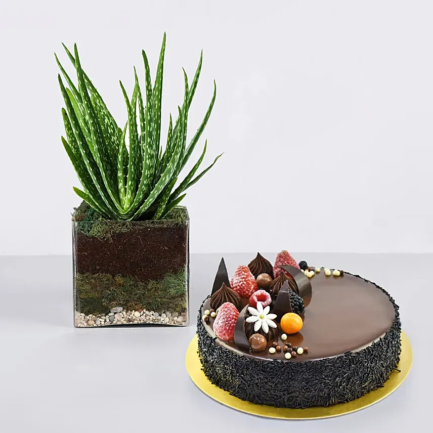 Aloe Vera Plant in Glass Vase with Fudge Cake