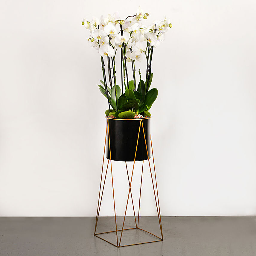 8 Stem White Orchid Plant in Tall Premium Planter