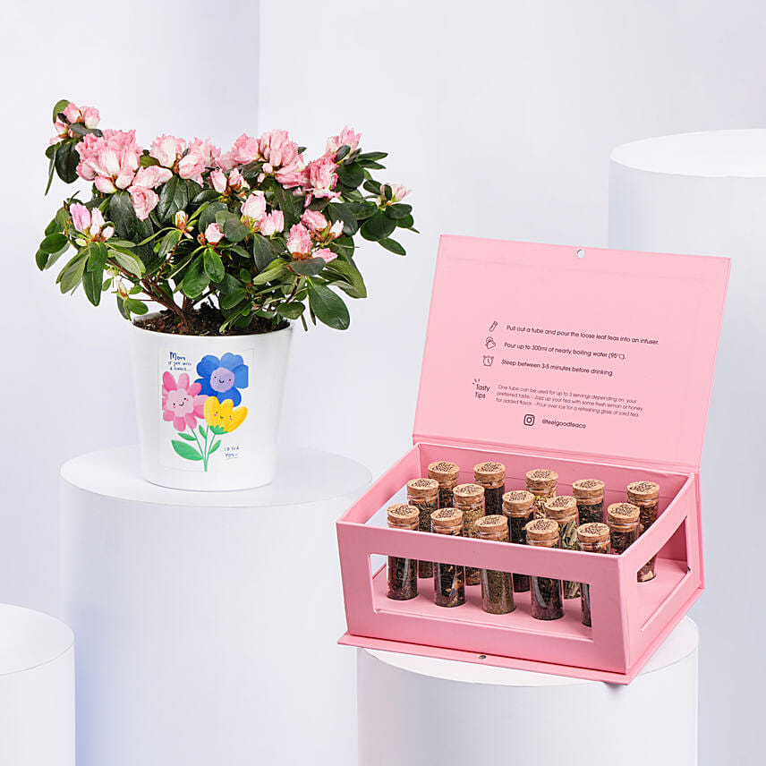 Order Azalea Plant With Feel Good Tea Box Online | Same-Day Delivery ...