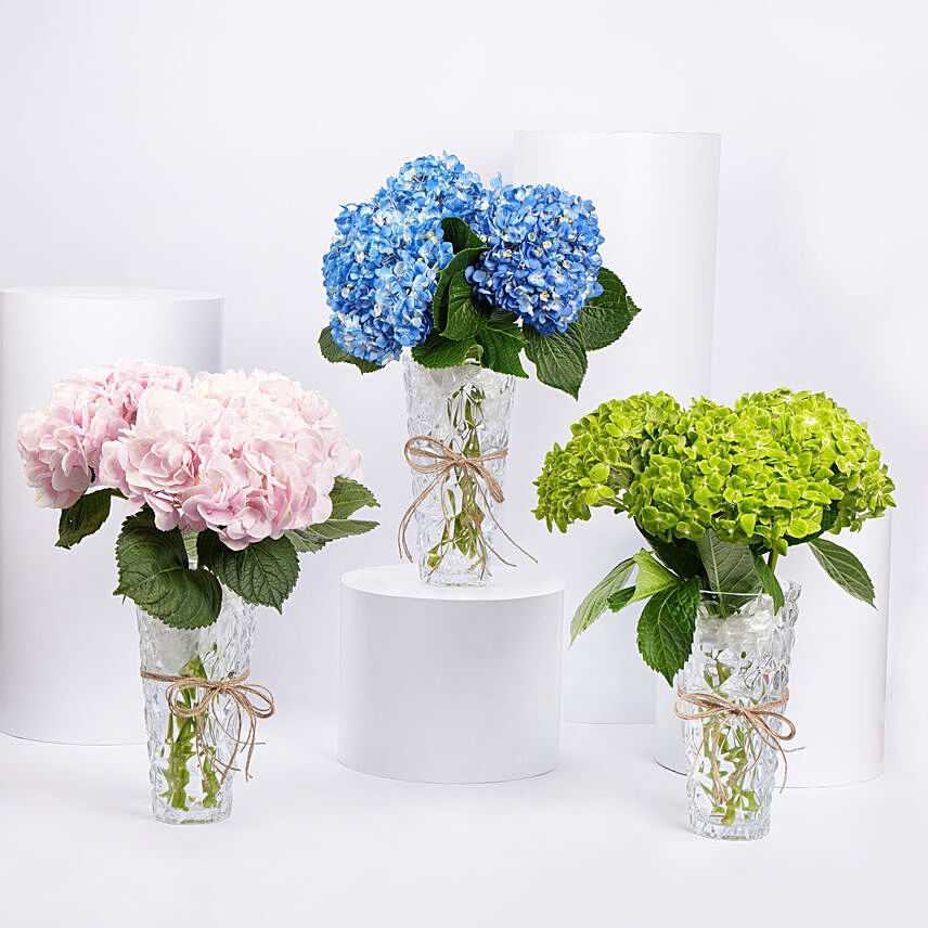 Trio Of Hydrangea Beauty