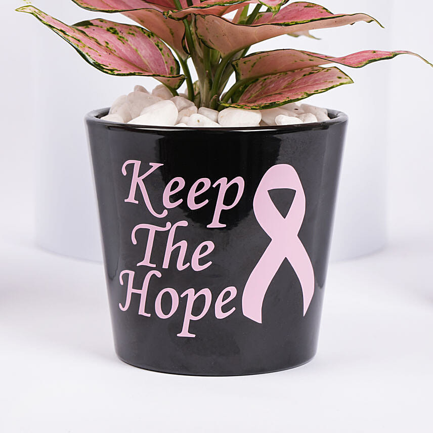 Online Keep The Hope Pink Ribbon Theme Plant Gift Delivery in UAE FNP
