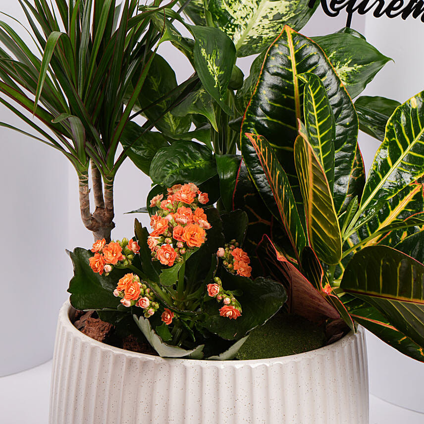 Online Retirement Wishes Plants Garden Gift Delivery in UAE FNP