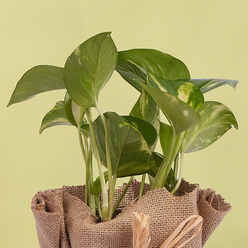 Order Small Money Plant Jute Wrapped Online Same Day Delivery UAE Order small money plant jute wrapped online same day delivery uae