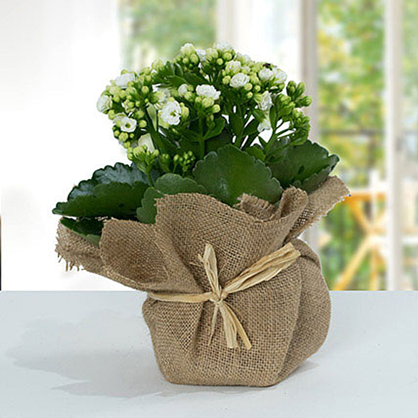 Jute Wrapped White Kalanchoe Plant Jute Wrapped White Kalanchoe Plant: Outdoor Plants to Ras Al Khaimah
