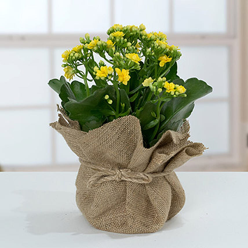 Jute Wrapped Yellow Kalanchoe Plant Jute Wrapped Yellow Kalanchoe Plant: Gifts For Doctor's Day