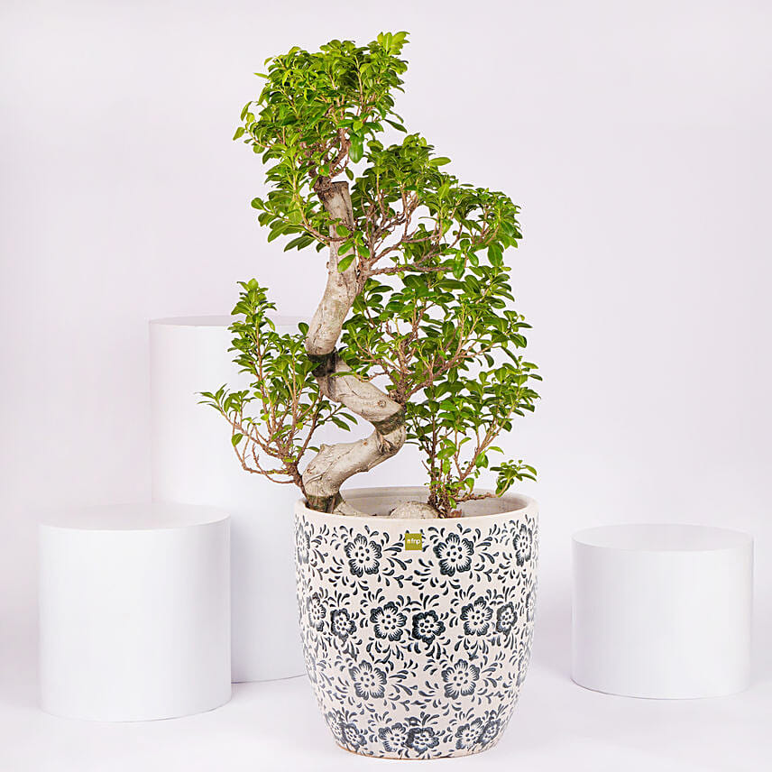 S Shape Ficus Bonsai in Premium Planter: Outdoor Plants 