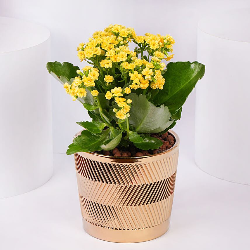Yellow Kalanchoe In Ceramic Pot: Plants