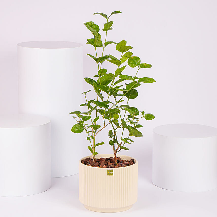 Jasmine Flowering Plant: Outdoor Plants 