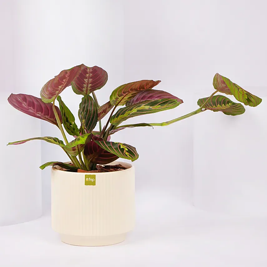 Maranta Potted Plant: 