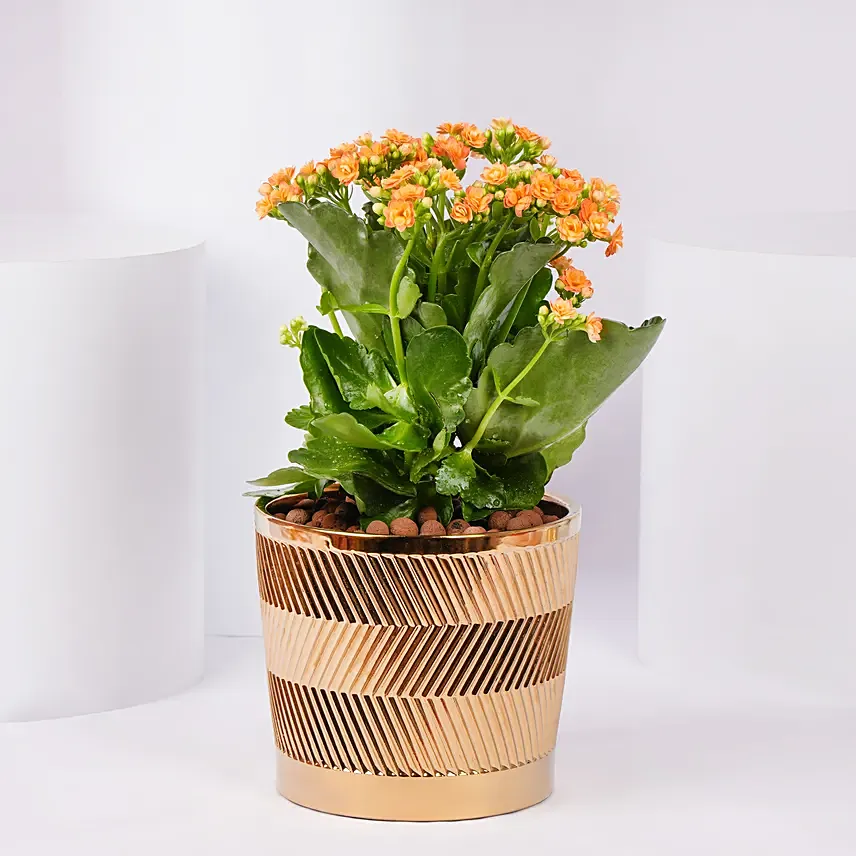 Expressing Thanks Kalanchoe Plant: Teachers Day Gifts