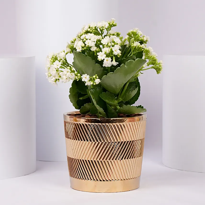 White Kalanchoe In a Beautiful Pot: 