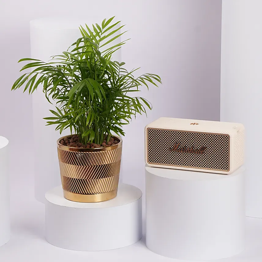 Marshall Speaker with Areca Palm plant: Branded Gifts