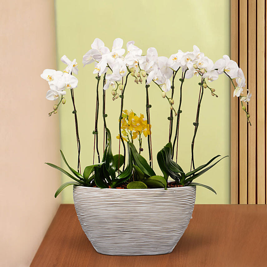 12 Stems Mini Holland Orchid in Bowl Planter: Plants