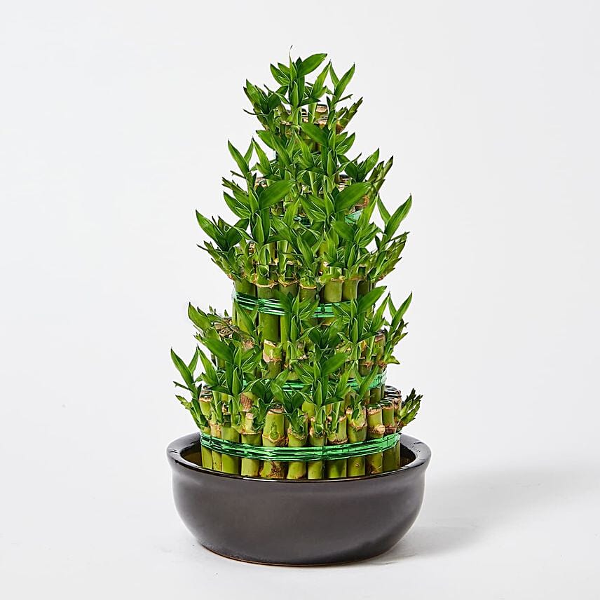 5 Layer Bamboo in Ceramic Pot 5 Layer Bamboo in Ceramic Pot: Lucky Bamboo