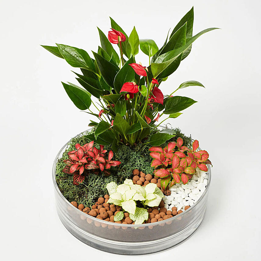 Beautiful desktop garden Beautiful desktop garden: Dish Gardens
