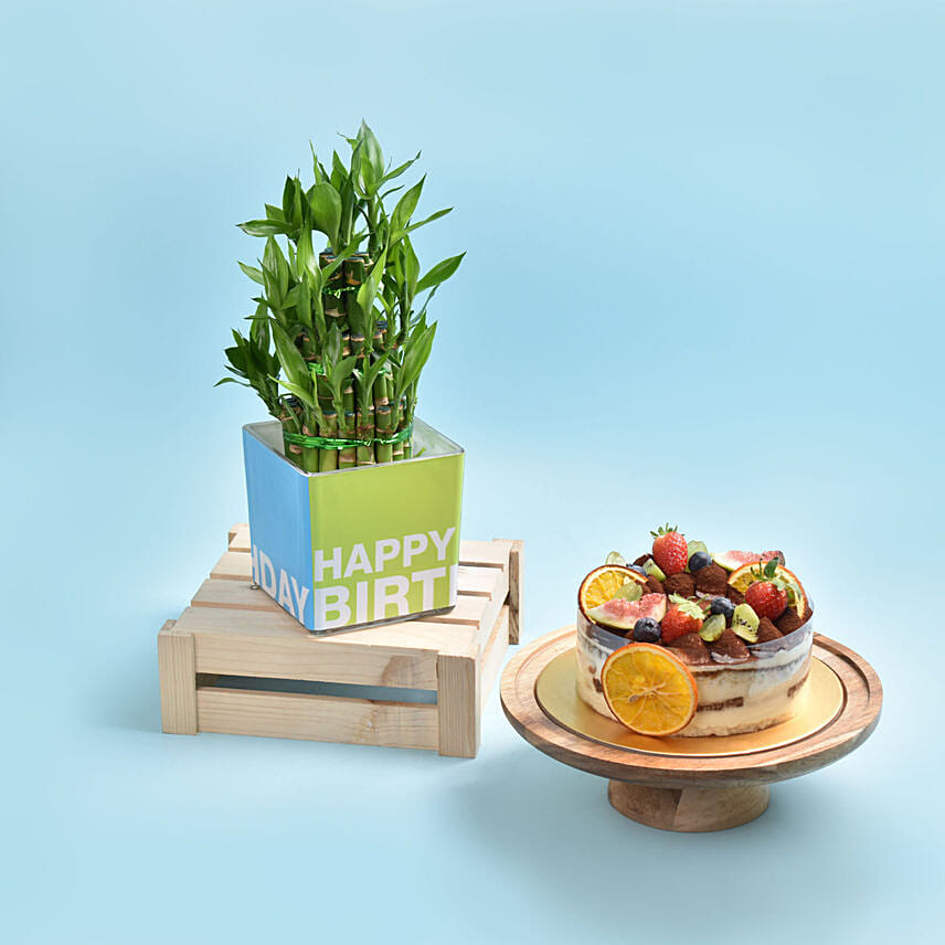 Birthday Lucky Bamboo And Tiramisu Cake Birthday Lucky Bamboo And Tiramisu Cake: Half Kg Cakes
