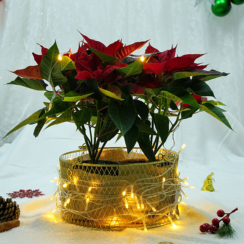 Bright Poinsettia Basket Bright Poinsettia Basket: هدايا الكريسماس