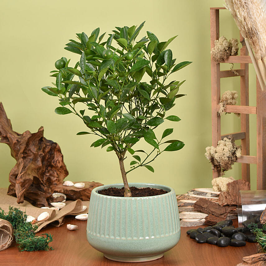 Calamansi or Lemon Plant Calamansi or Lemon Plant: Outdoor Plants