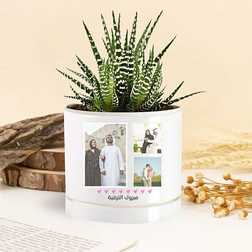 Celebrating Achievements Echeveria Plant Celebrating Achievements Echeveria Plant: Personalised Planters