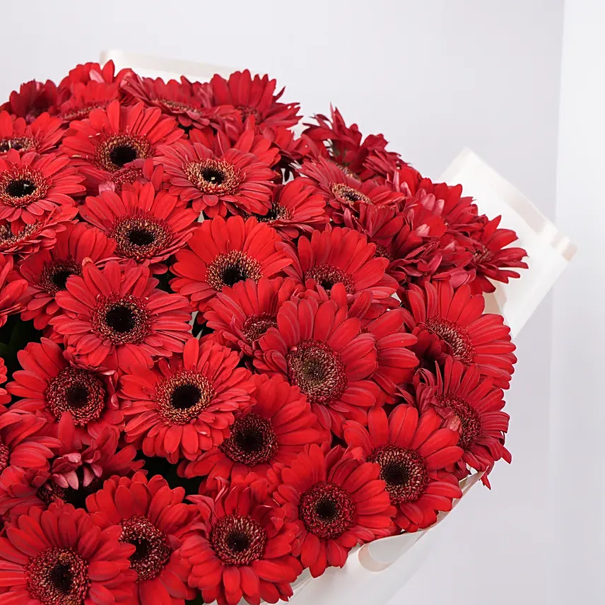 100 Red Gerbera Bouquet