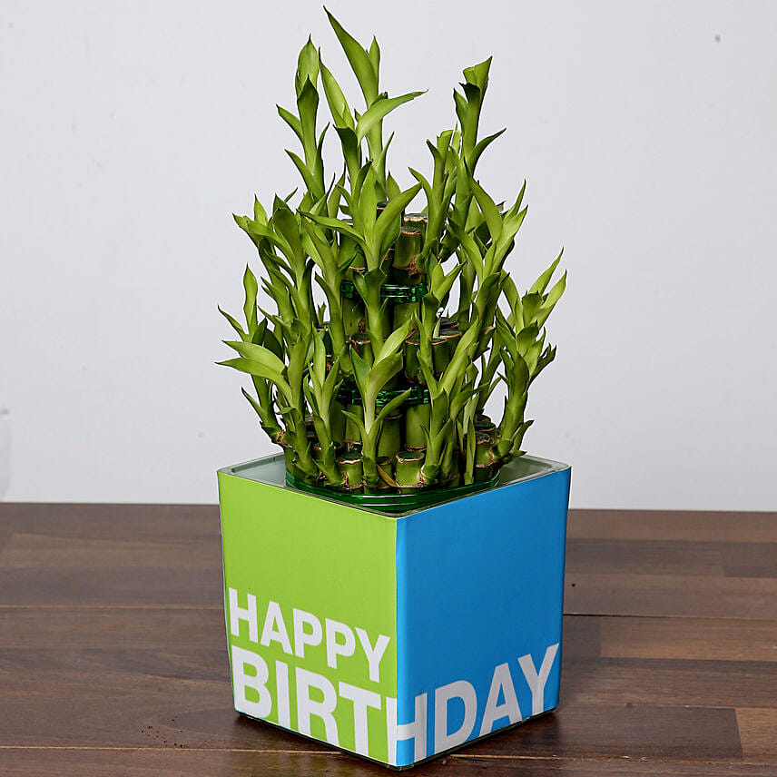 3 Layer Bamboo Plant and Chocolates For Birthday