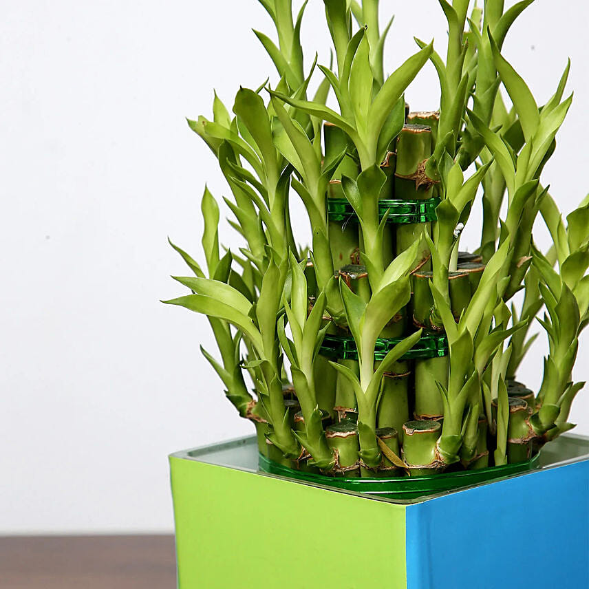 3 Layer Bamboo Plant For Birthday