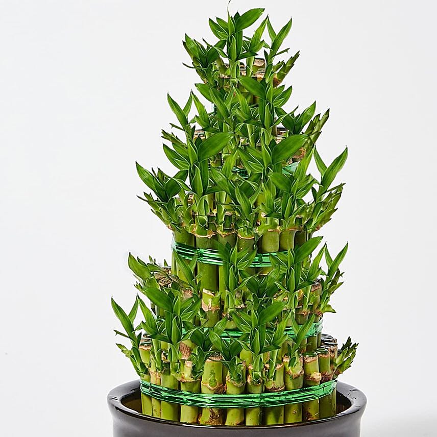 5 Layer Bamboo in Ceramic Pot