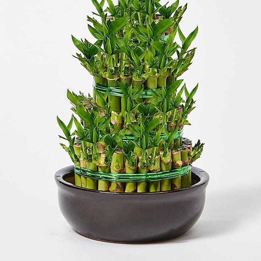 5 Layer Bamboo in Ceramic Pot