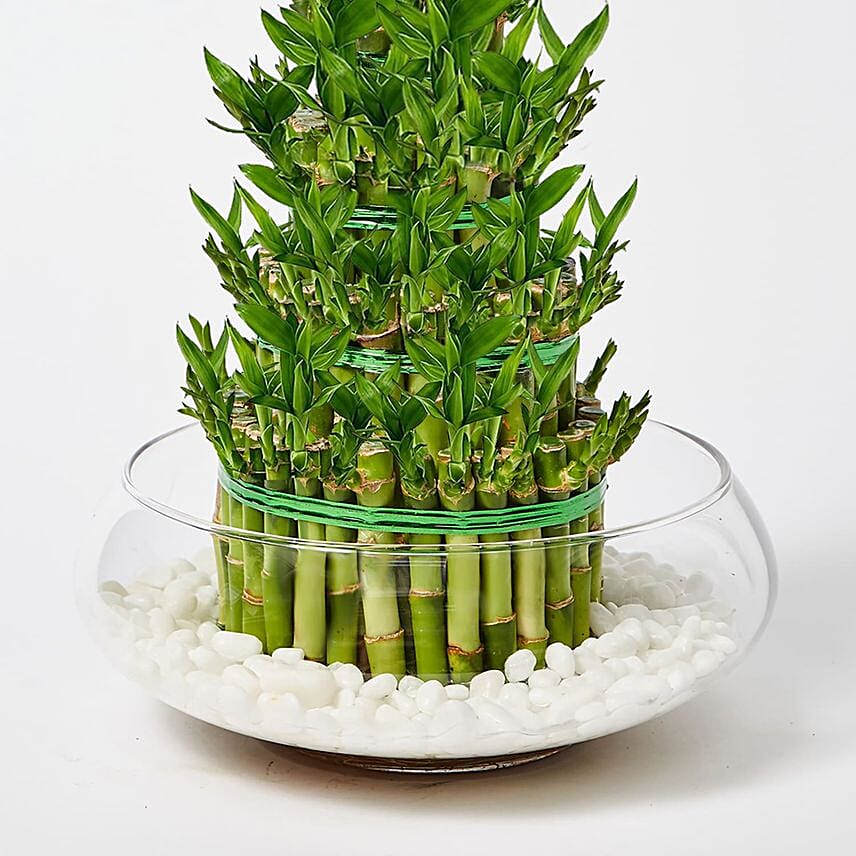 5 layer Big Lucky Bamboo In Glass Bowl