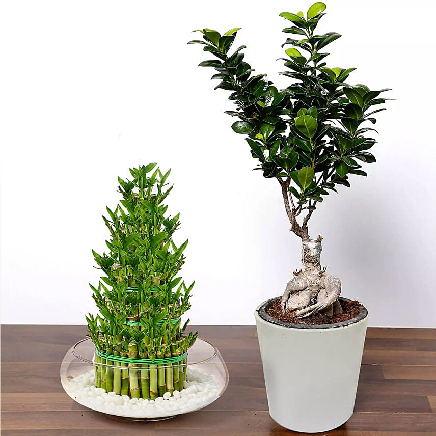 5 layer Big Lucky Bamboo With Bonsai