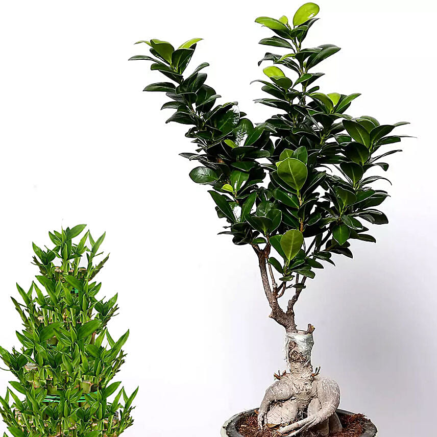 5 layer Big Lucky Bamboo With Bonsai