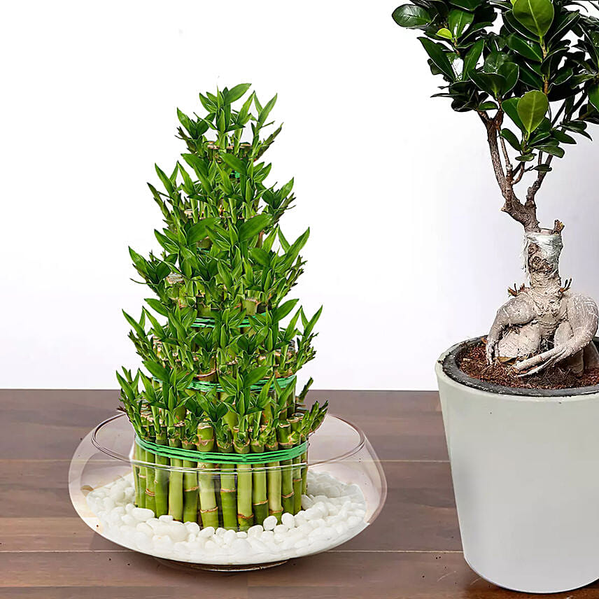 5 layer Big Lucky Bamboo With Bonsai