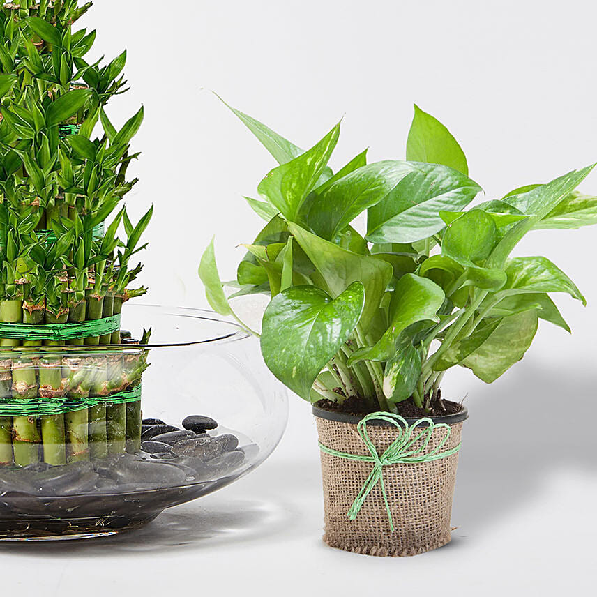 5 Layer Lucky Bamboo With Money Plant