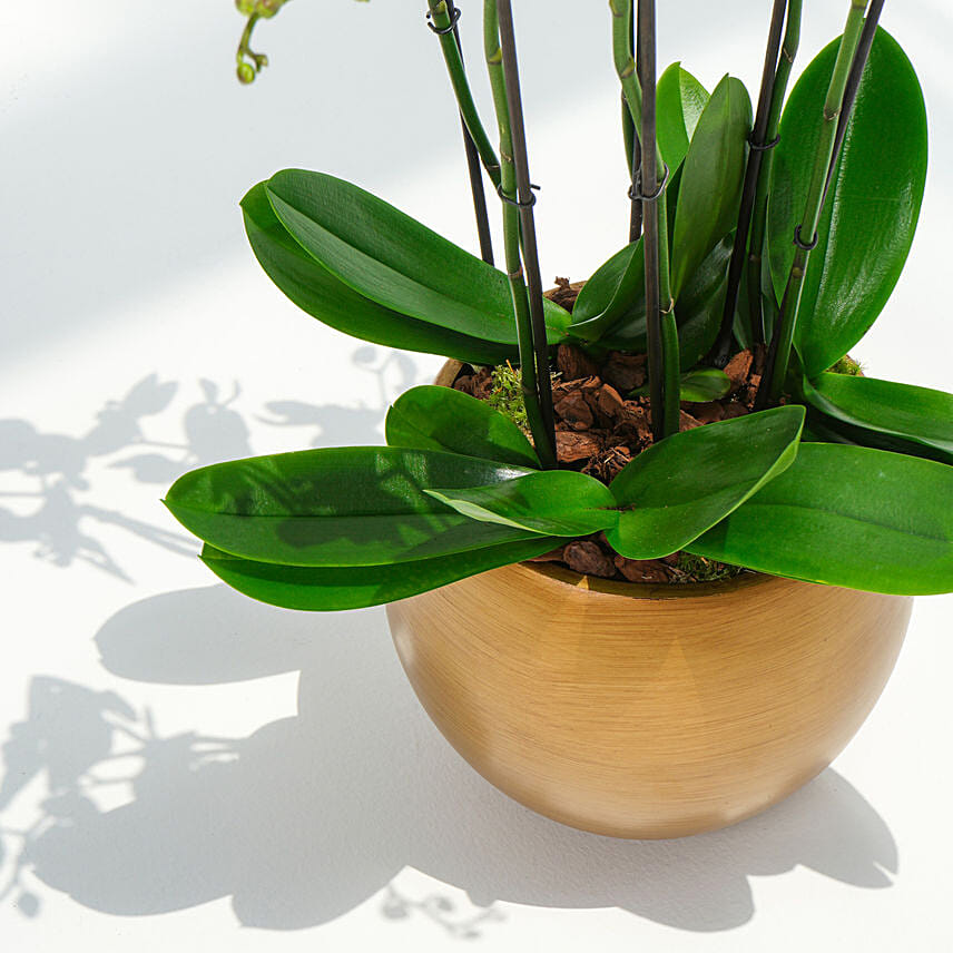 6 Stems White Waves Holland Orchid