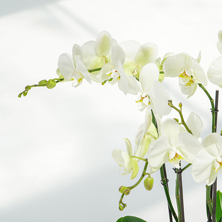 6 Stems White Waves Holland Orchid