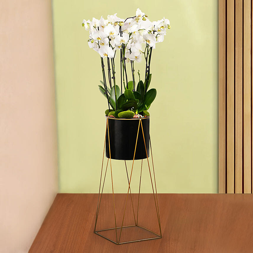 8 Stem White Orchid Plant in Tall Premium Planter
