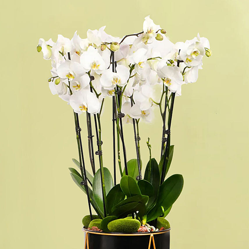 8 Stem White Orchid Plant in Tall Premium Planter