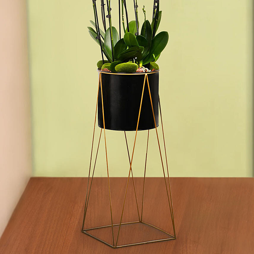 8 Stem White Orchid Plant in Tall Premium Planter
