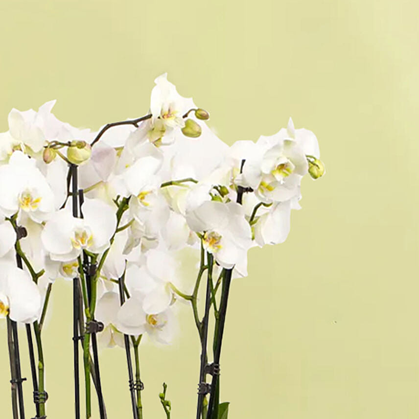 8 Stem White Orchid Plant in Tall Premium Planter