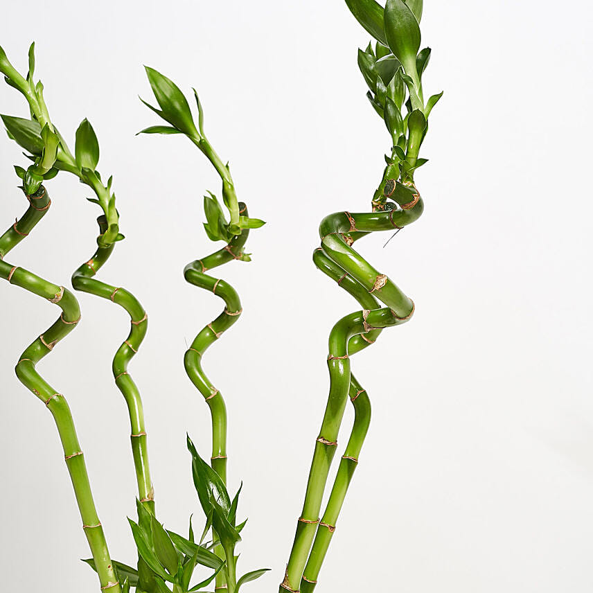 9 Lucky Bamboo for Great Luck