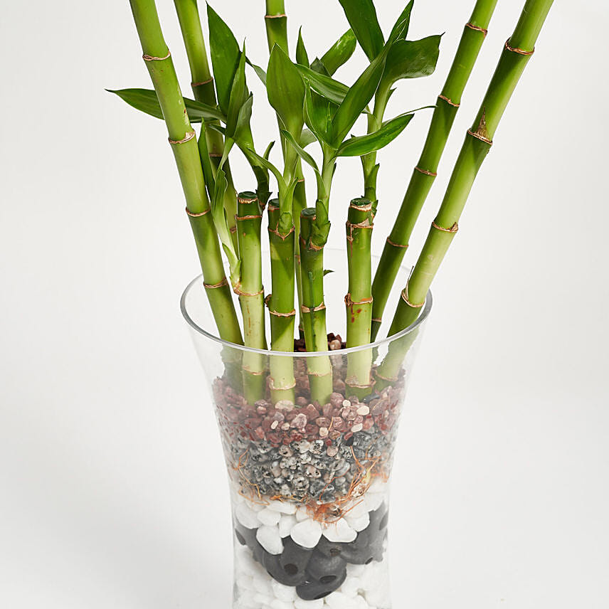 9 Lucky Bamboo for Great Luck