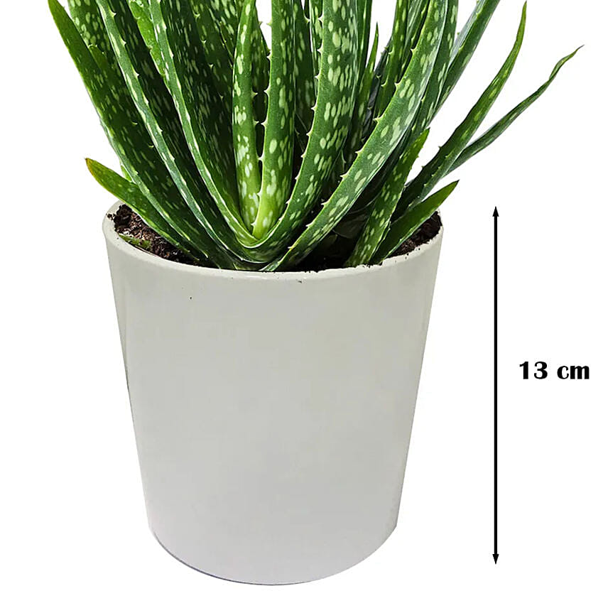 Aloe Vera Plant in a Ceramic Pot