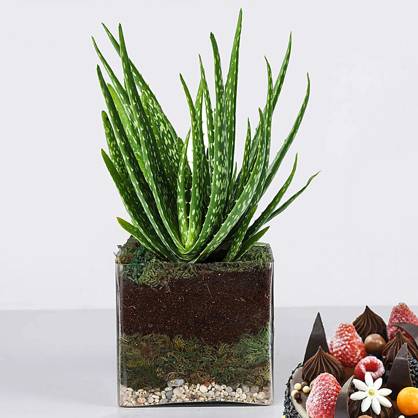 Aloe Vera Plant in Glass Vase with Fudge Cake