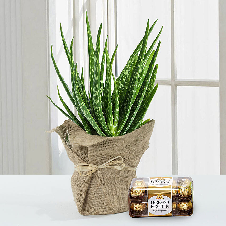 Aloe Vera Plant in Jute Wrapping with Chocolates