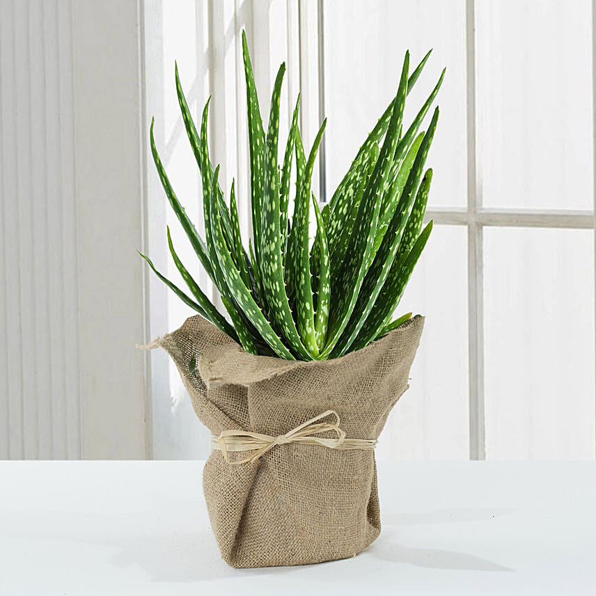 Aloe Vera Plant in Jute Wrapping with Chocolates